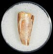 Serrated Raptor Tooth From Morocco - #7431-1